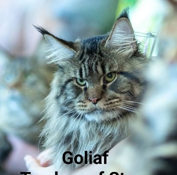 Maine Coon cat