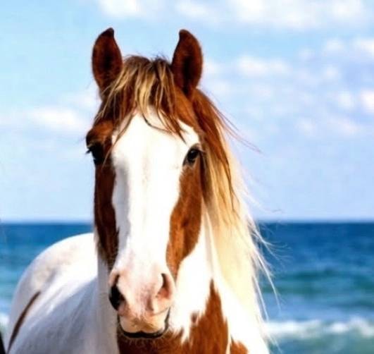 Gypsy Vanner horse