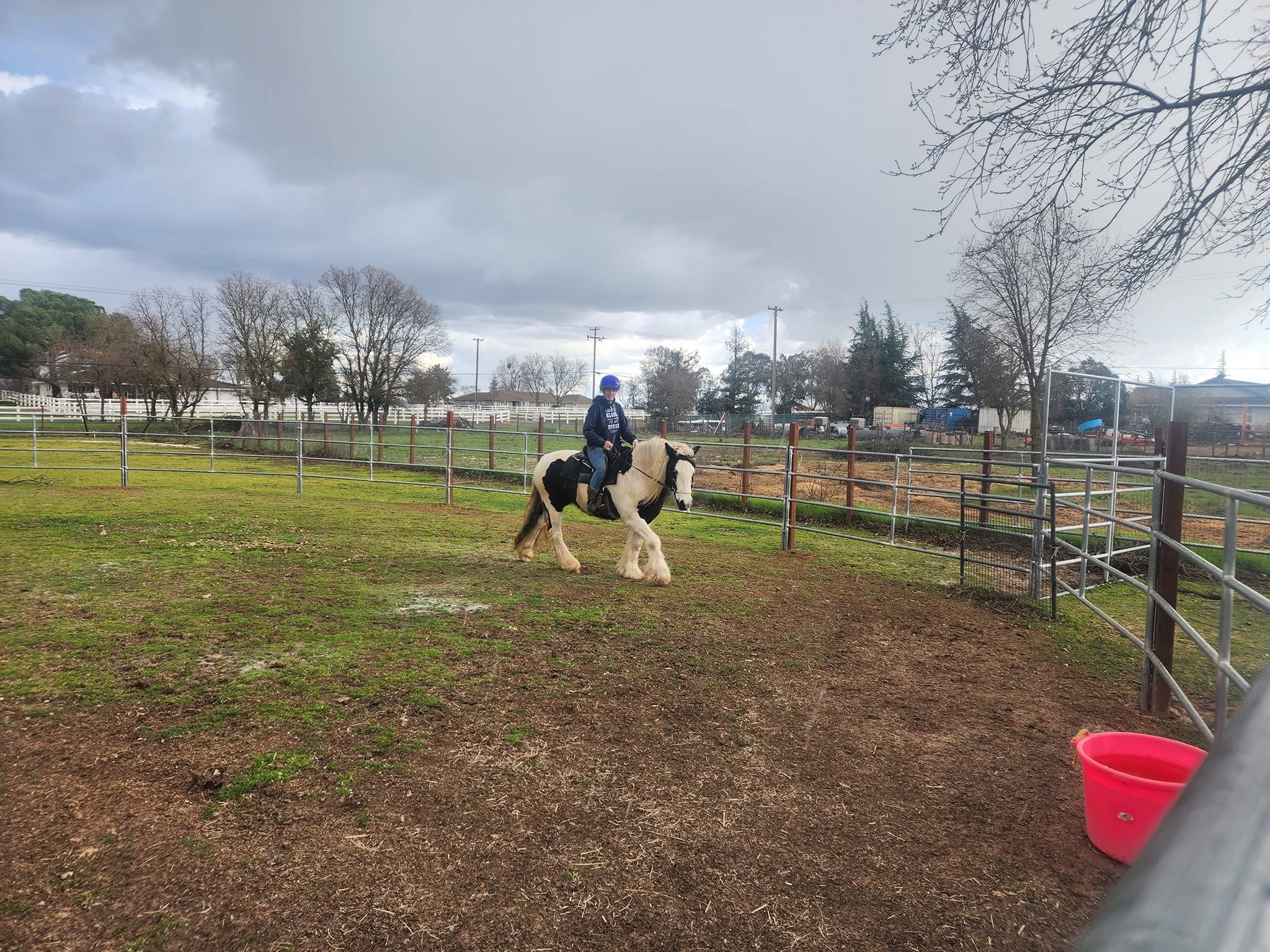 Gypsy Vanner Foal
