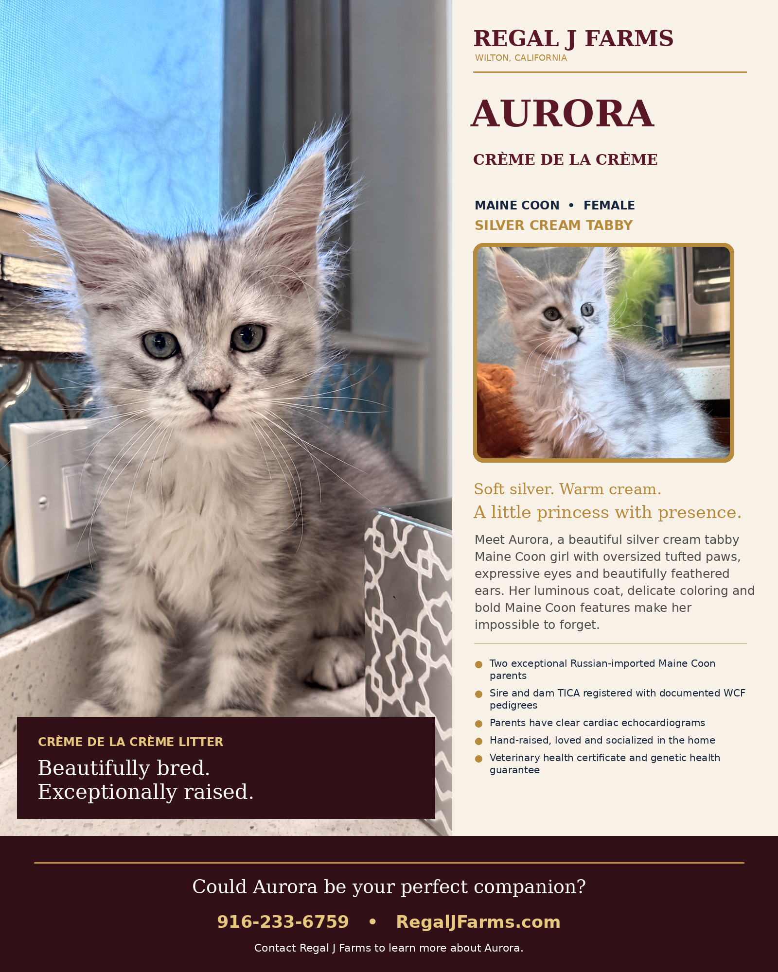 Aurora individual kitten brochure — Regal J Farms