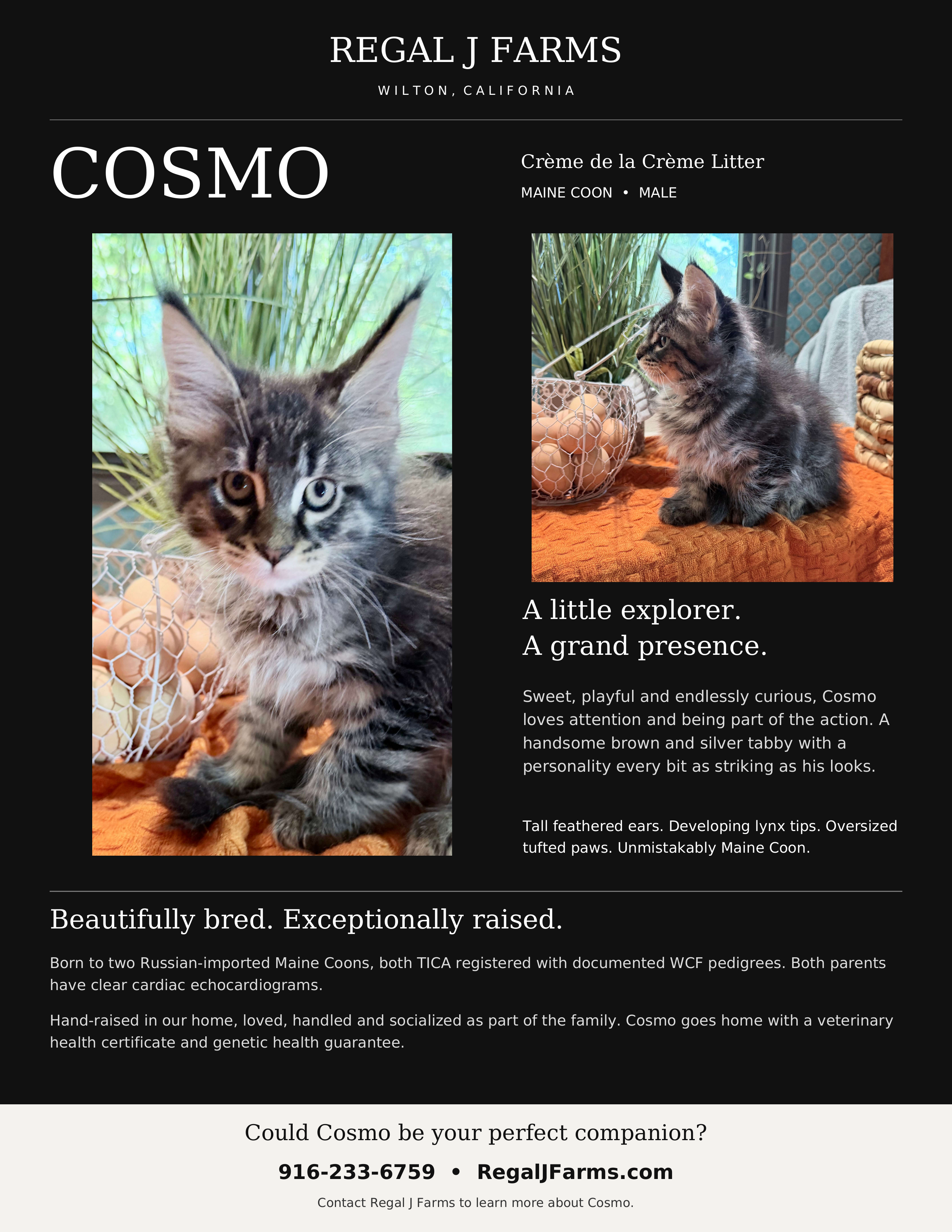 Cosmo individual kitten brochure — Regal J Farms