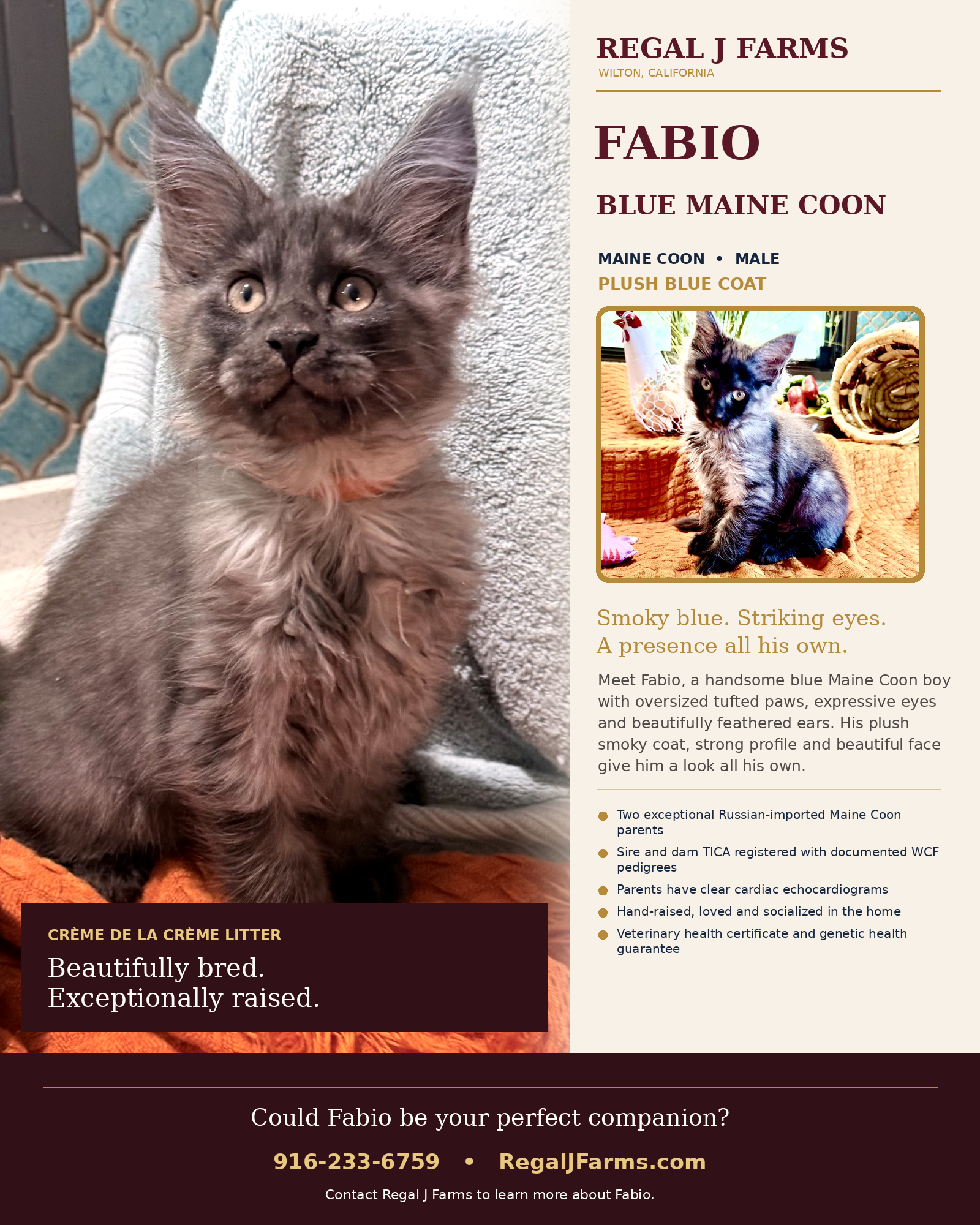 Fabio individual kitten brochure — Regal J Farms