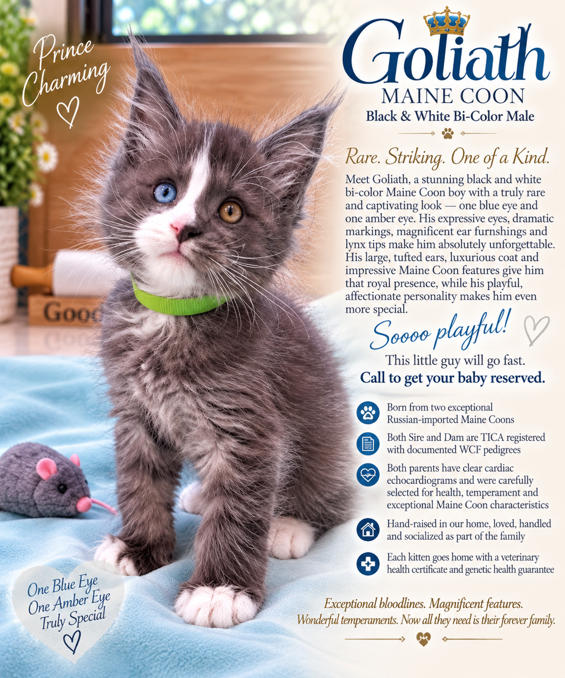 Goliath individual kitten brochure — Regal J Farms