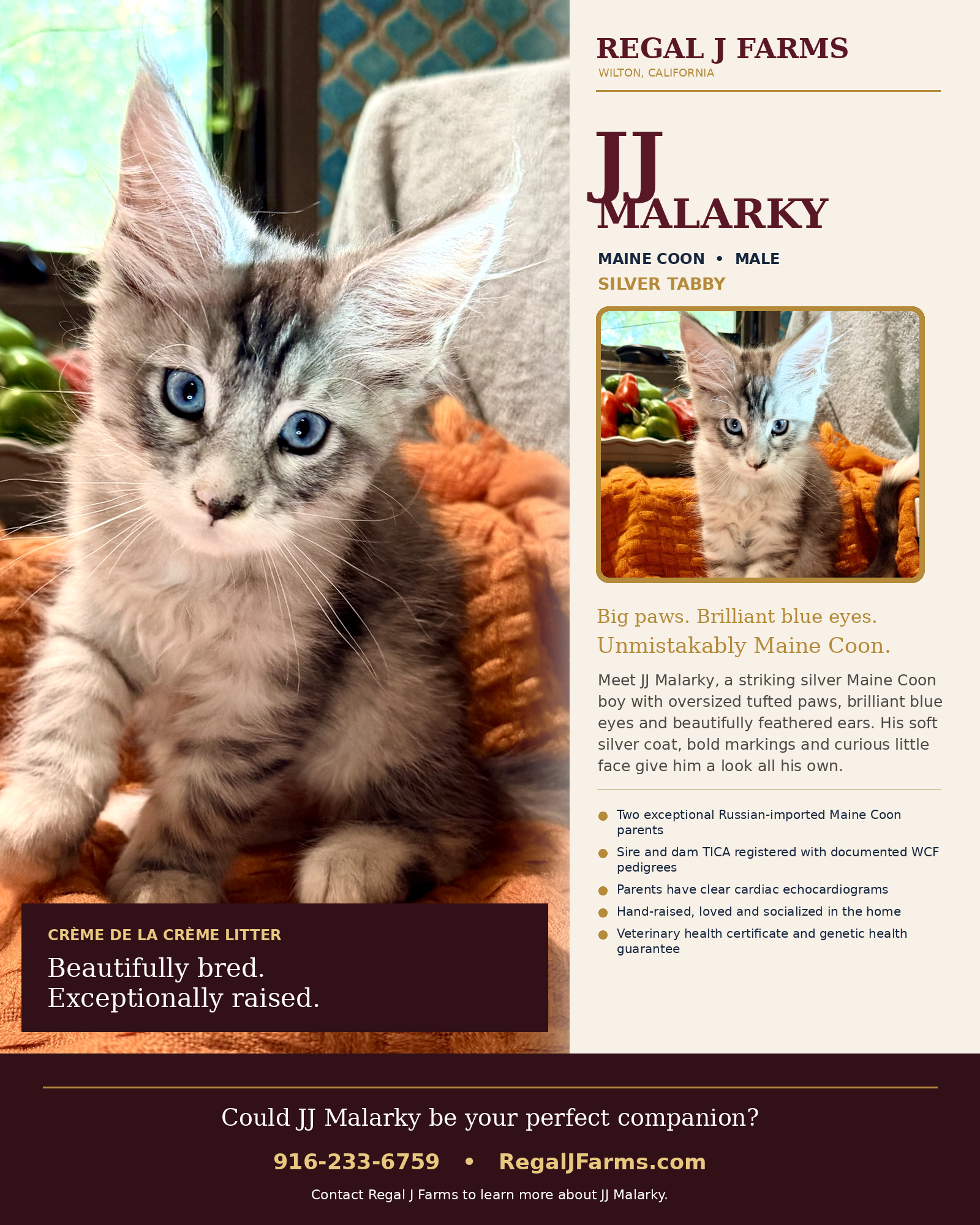 JJ Malarky individual kitten brochure — Regal J Farms