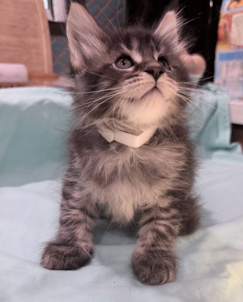 Cosmo